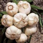 Garlic Bulb (7 Pack), Fresh California Softneck Garlic Bulb for Planting and Growing Your Own Garlic or Great for Eating and Cooking