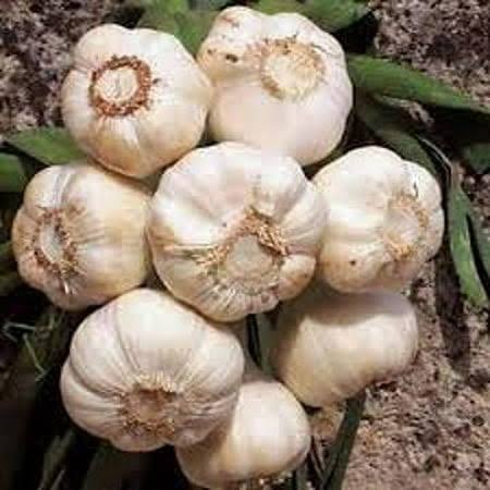 f883fea0f27925fb1d01c41fe1a18c097f0de067adb74e5bb144a889e3b6b128.jpg Garlic Bulb (7 Pack), Fresh California Softneck Garlic Bulb for Planting and Growing Your Own Garlic or Great for Eating and Cooking - Image 1