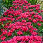 Cherry Pops Bee Balm Dormant Bare Root Flowering Perennial Plant Grown in A 2 in. Pot (1-Pack)