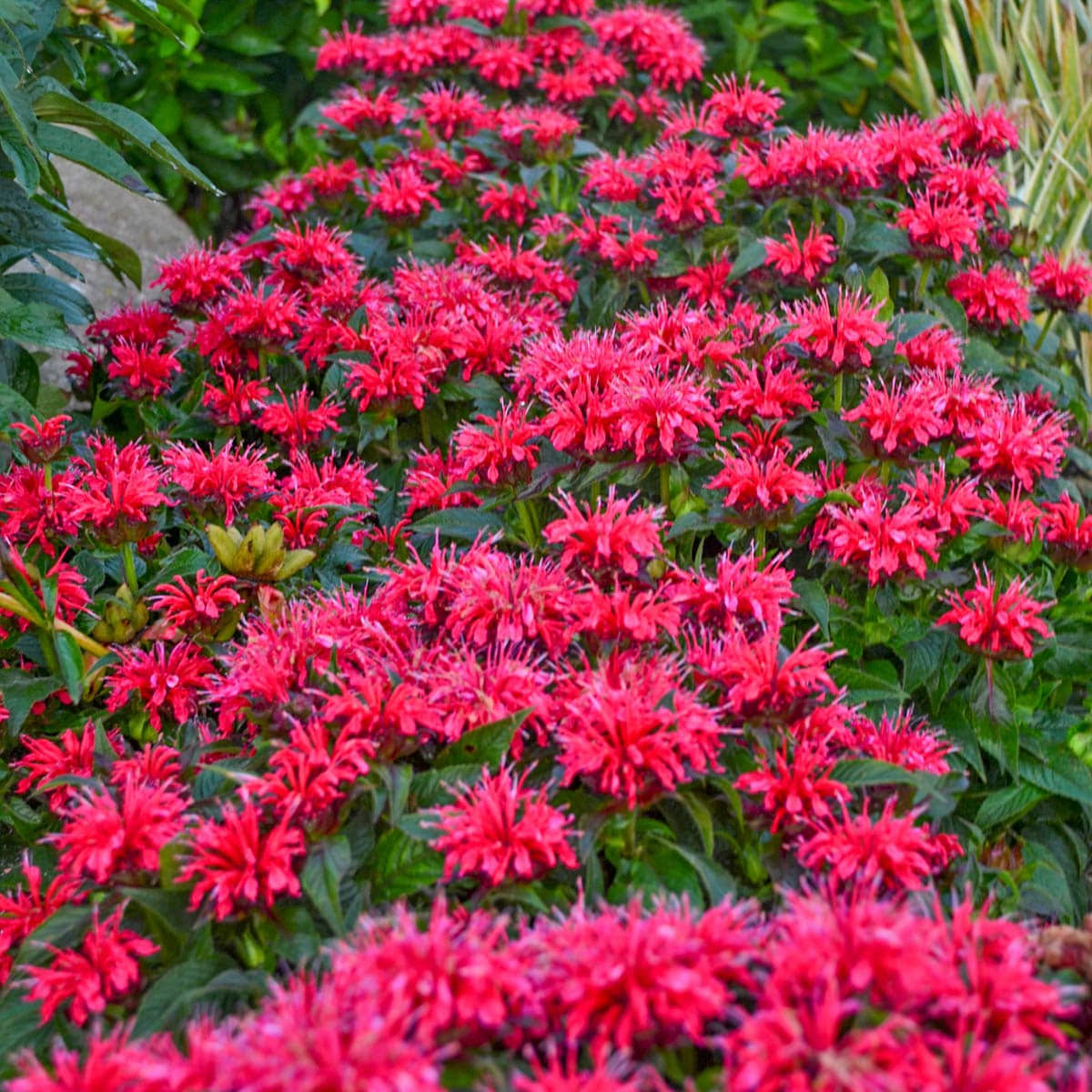 f9165a82b4ab1823c029af9230d6bbde63f24a02e74f3c13fe24111e916dbc83.jpg Cherry Pops Bee Balm Dormant Bare Root Flowering Perennial Plant Grown in A 2 in. Pot (1-Pack) - Image 1