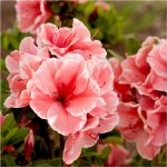 Autumn Sunburst Encore Azalea