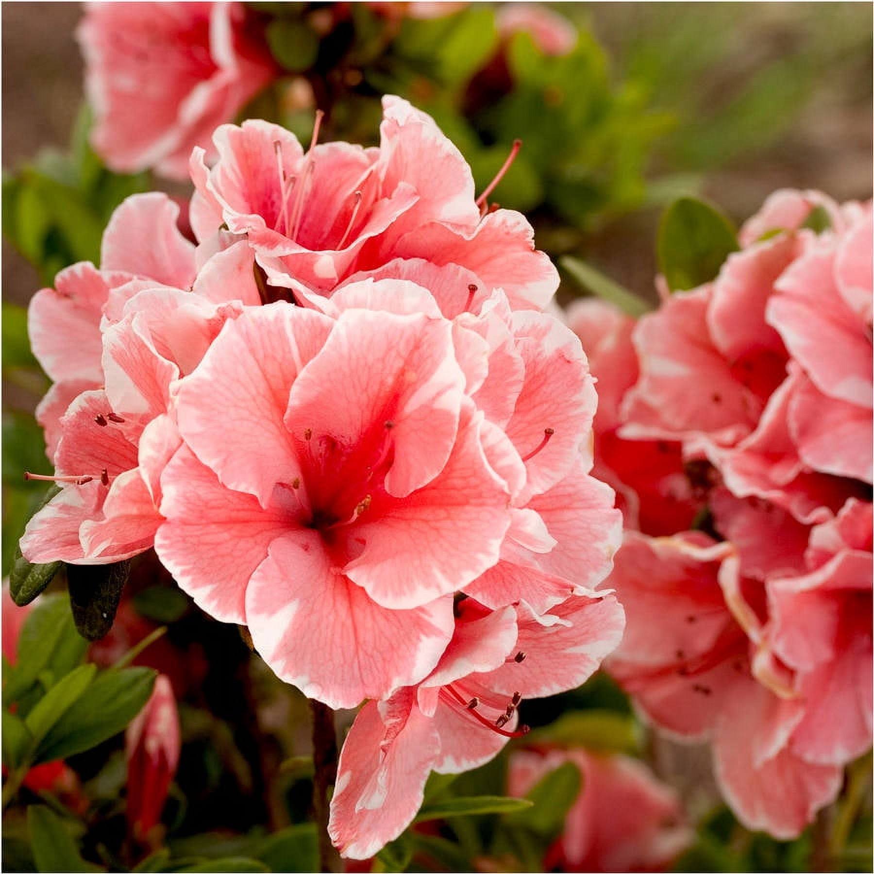 f9af65ac17b80be5a22131c56b23fae82c4302e57b716993dc8979b5a42501ec.jpg Autumn Sunburst Encore Azalea - Image 1