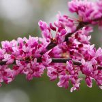 1 gal. Eastern Redbud Tree with Pink Blossoms