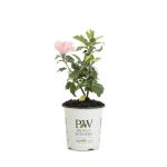 Proven Winners Sugar Tip Rose of Sharon (Hibiscus) Live Shrub, Light Pink Flowers and Variegated Foliage, 4.5 in. Quart