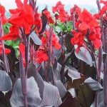 Beautiful Red Flowering T. Black Canna Lily Fresh Top Size Rhizome/Bulb/Plant