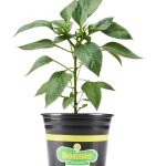 Bonnie Plants Carolina Reaper Pepper 2.32 qt.