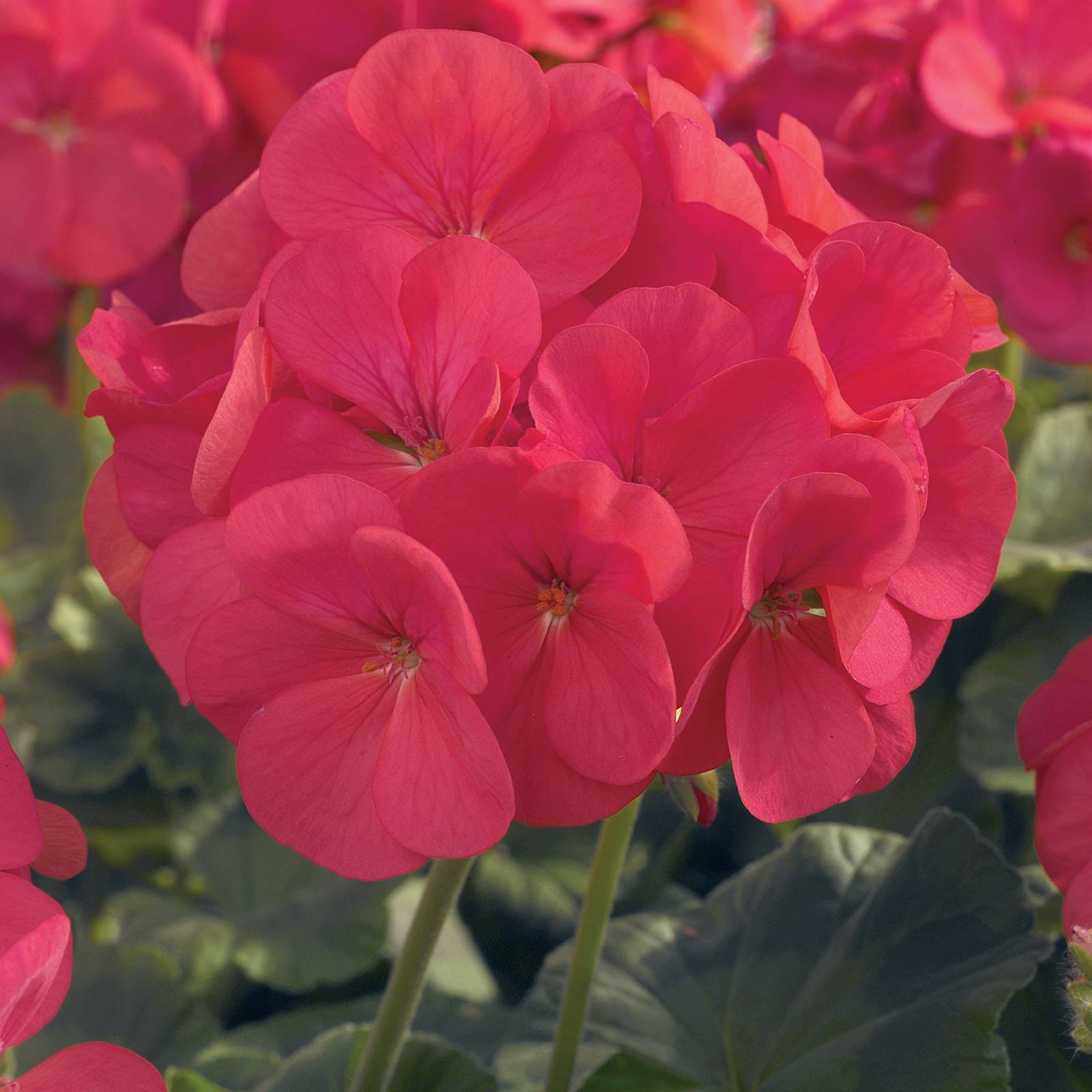 fb1ac64e6f3bcacfb9f89bfdcf91f1a3413147a0bf9bf3d14b8ad1d431fff7fa.jpg Maverick F1 Series Geranium Flower Garden Seeds - Coral - 100 Seeds - Annual Flower Gardening Seed - Pelargonium x Hortorum - Image 1