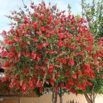 Bottlebrush Tree I Live Plants I Callistemon Citrinus Red Cluster I Vibrant Red Blooms, Fast-Growing, Drought-Tolerant Outdoor Plant, Ideal for