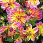 Van Zyverden Dahlia Pacific Ocean Dormant Bulb Full Sun, Multi-Color