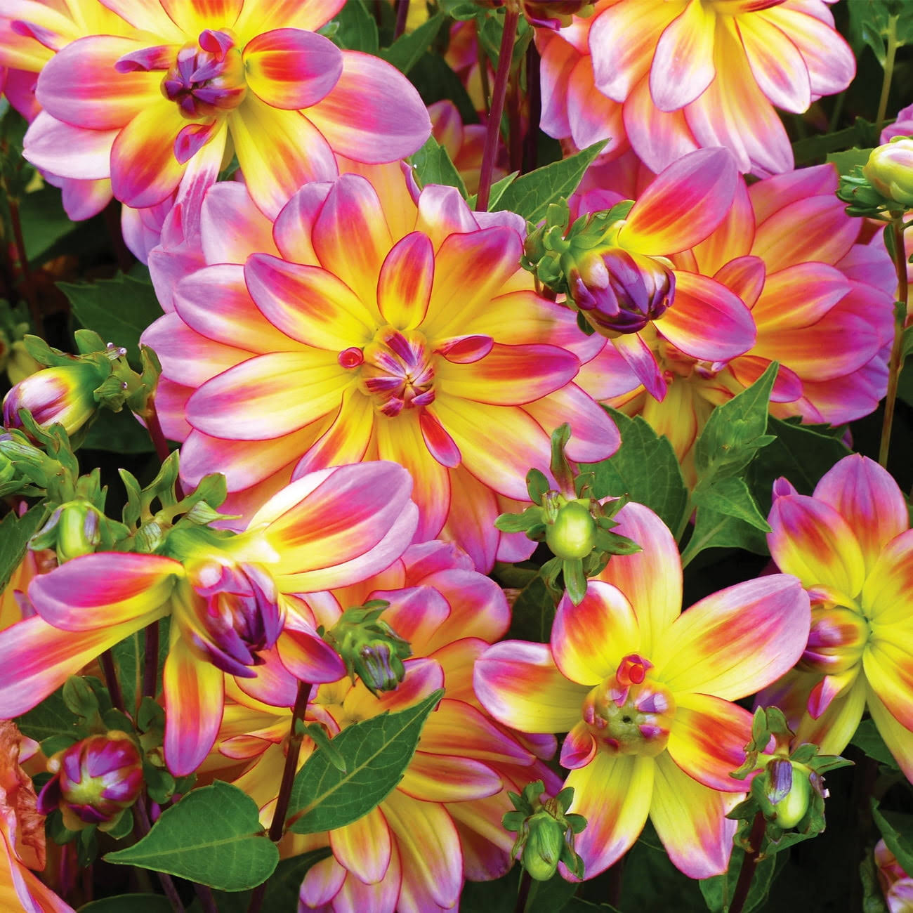 fb9c40f220ba6fe04e005f30a68c5422b30198f2b089ade41f76f1ab23c08731.jpg Van Zyverden Dahlia Pacific Ocean Dormant Bulb Full Sun, Multi-Color - Image 1