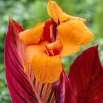 Van Zyverden Cannas Phaison, Set of 6 Bulbs