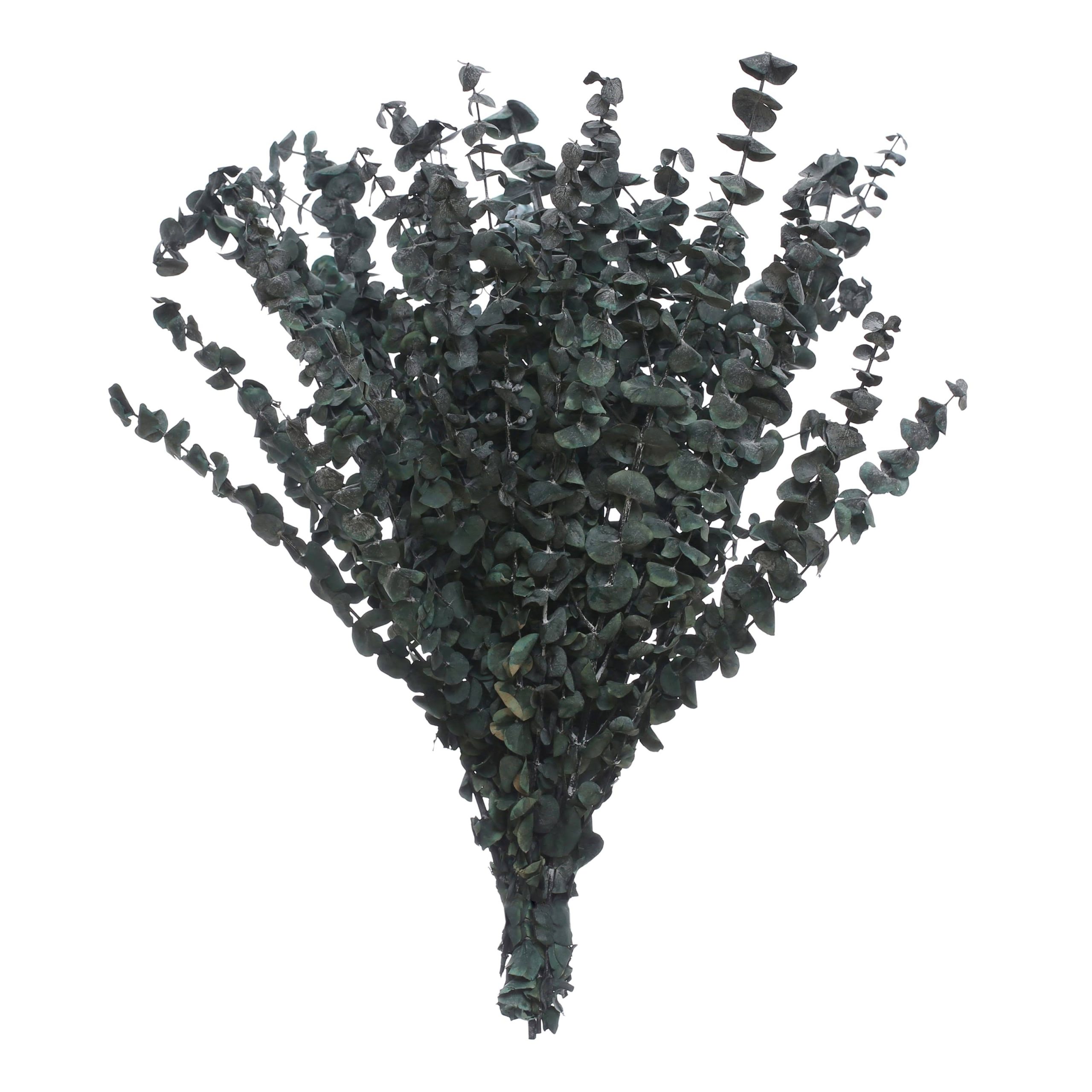 fc28960202fb02ce16f07ed95bf26f8e432f88fcf3ef637f3b7d96016832afe1.jpg Ashland Eucalyptus Bunch - 16 oz - Image 1