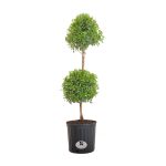 United Nursery Eugenia Topiary Live Outdoor Euginia Myrtifolia Plant Shipped in 9.25 inch Grower Pot 39-41 Inches