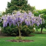 Live Plant - Purple Wisteria, Tree, Flower, for Gardening and Planting