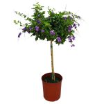 Tropical Plants of Florida 36" to 42" Duranta Purple Showers Tree; Purple Flowers, Partial to Full Sunlight