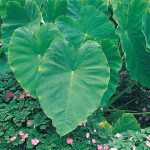 Elephant Ear Bulbs (3-Pack)