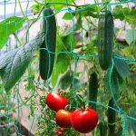 Miuezuth Trellis Netting for Climbing Plants - Heavy Duty Garden Trellis Netting for Cucumber, Vine, Fruits & Vegetables Tomato Plants Trellis Net, Climbing