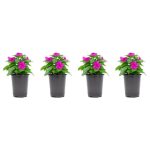 1.38 Pt. Vinca Cora Periwinkle Plant Orchid Purple Flowers in 4.5 in. Grower's Pot (4-Plants)