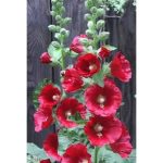 50 Mixed Colors Hollyhock Country Romance Mix Alcea Rosea Flower Seeds