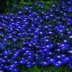200 Electric Blue & White Half Moon Lobelia Erinus Flower Seeds