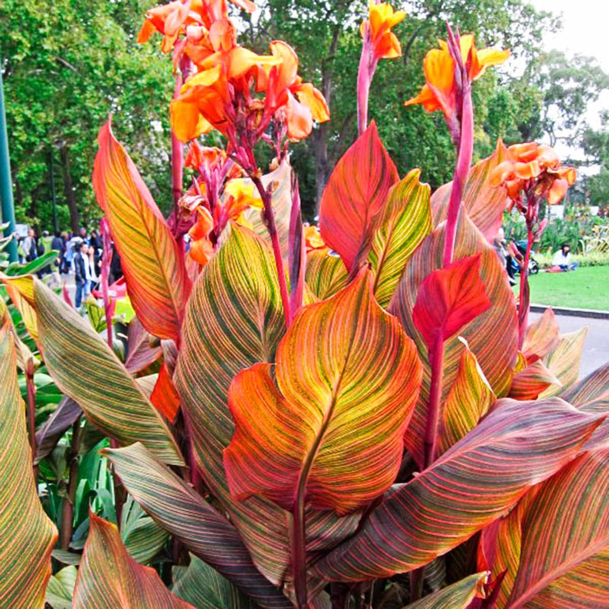 fe4cdbbf26bab69b7735bccb3dc50df02efc739dd08f1e76f50befd759b68121.jpg Breck's Orange Phasion Canna Lily Dormant Flowering Bare Root Bulbs Bagged 3-Pack | 90294 - Image 1