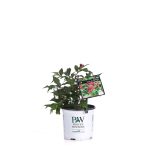 Proven Winners 1 gal. Sonic Bloom Red Reblooming Weigela (Florida) Live Shrub, Red Flowers