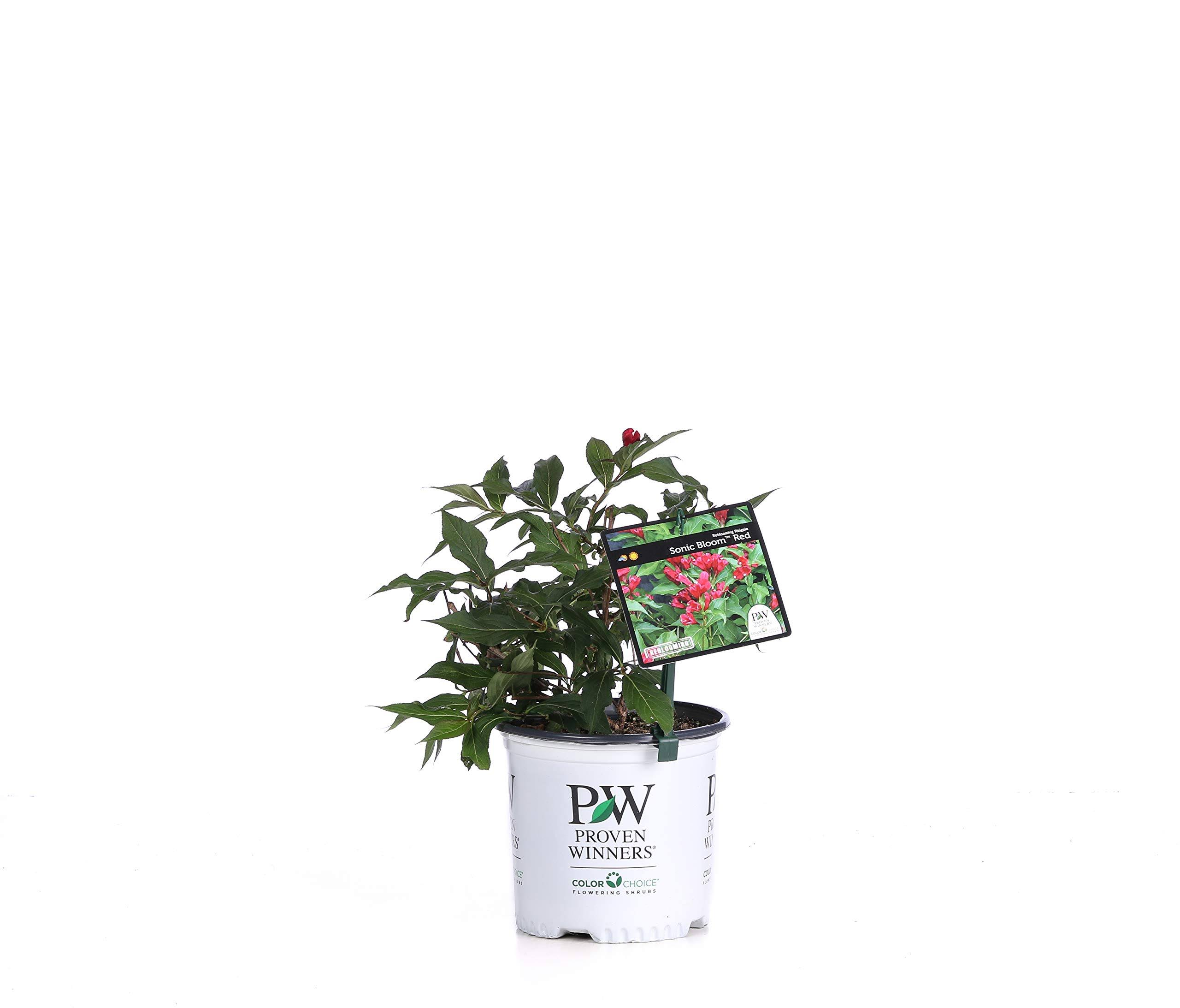 fe5e28b413b3c7cc99ca1ef2e4b867d6d3a607668ca726b7b990a5ce97b4dee8.jpg Proven Winners 1 gal. Sonic Bloom Red Reblooming Weigela (Florida) Live Shrub, Red Flowers - Image 1