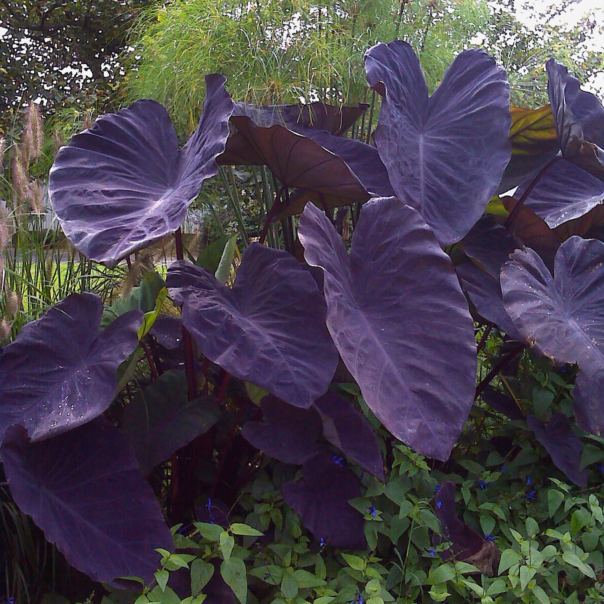 fe779b5a2ef0755488b77e00e2cb87df43766abbeb14638d8e7e9d6082b9c8d0.jpg Garden State Bulb Black Magic Taro Elephant Ear Bulbs, 7/9 Inches (Bag of 1) - Image 1