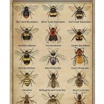 Types of Bee Retro Nostalgic Art Print Poster Tin Sign Cafe Bar Metal Sign Garage Plaque 8x12 Inches