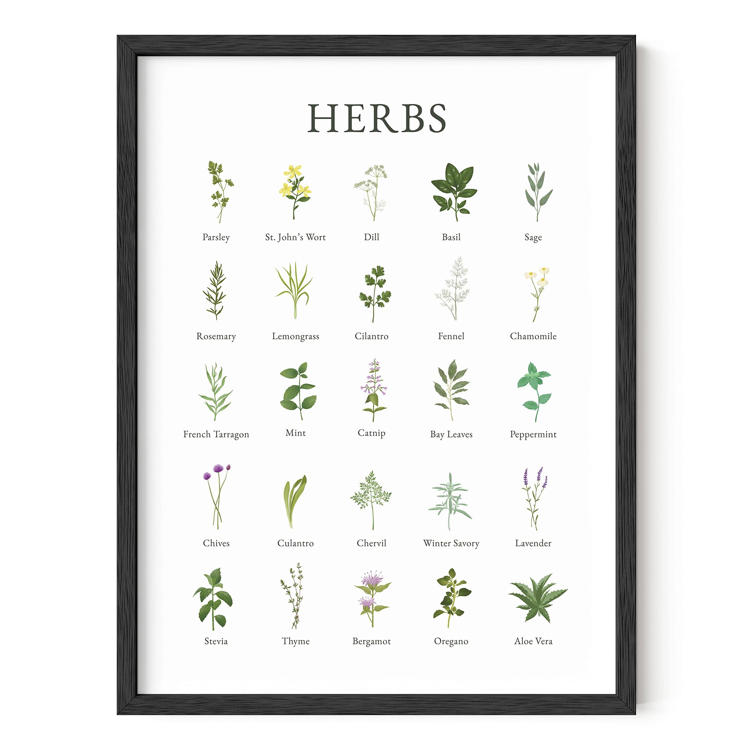 fedbcd8644e3f0383d5655cd0a45662aae9e741f49e16ef58e9768e90caa3cdb.jpg Haus and Hues Herb Pictures for Kitchen Wall Art Kitchen Herbs Wall Art and Botanical Prints Herbs Art | Kitchen Wall Art Herbs Poster and Kitchen - Image 1