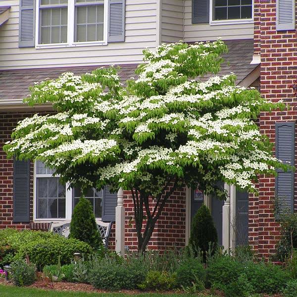2-3 ft. - White Kousa Dogwood Tree - Enjoy Year-Round Beauty