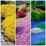 Colorful Mix of 3000+ Heirloom Thymus Serpyllum Seeds for Easy Ground Cover Planting: Non-GMO Yellow, Pink, and Blue Varieties