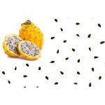 20 *Seeds Yellow Dragon Fruit ( Pitaya / Pitahaya / Strawberry Pear ) Hylocereus Megalanthus Cactus White Flower Seeds