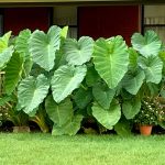 Garden State Bulb Giant Mammoth Elephant Ear Bulbs, 17/19 Inches (Bag of 1), Green