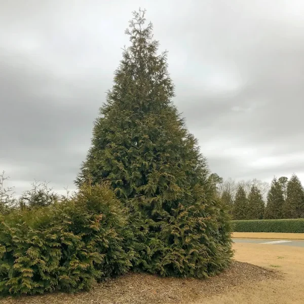 2.50 Qt. Pot, Green Giant Arborvitae (Thuja), Live Evergreen Shrub (1-Pack)