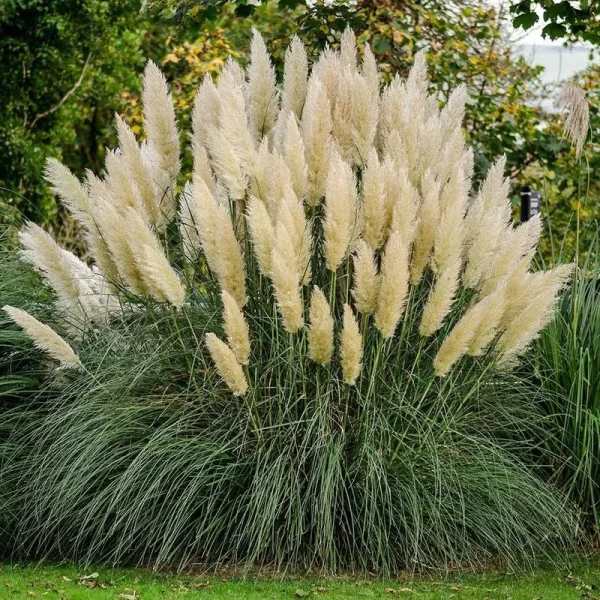 Pampas Grass 2.5 Quart