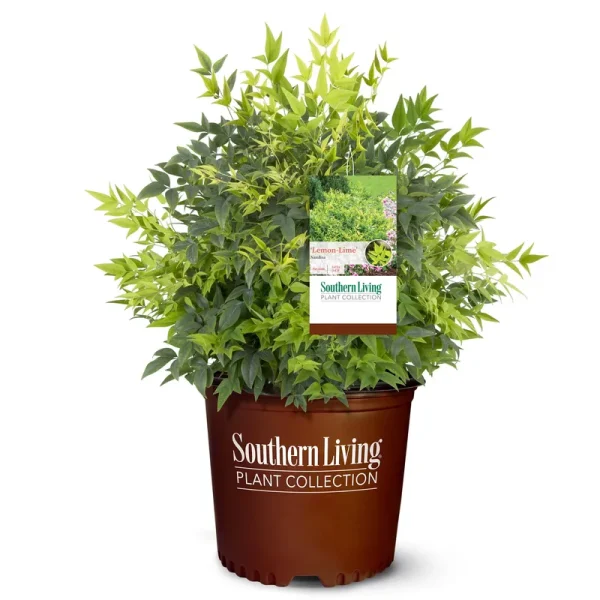 Southern Living 2 gal. Lemon Lime Nandina Shrub