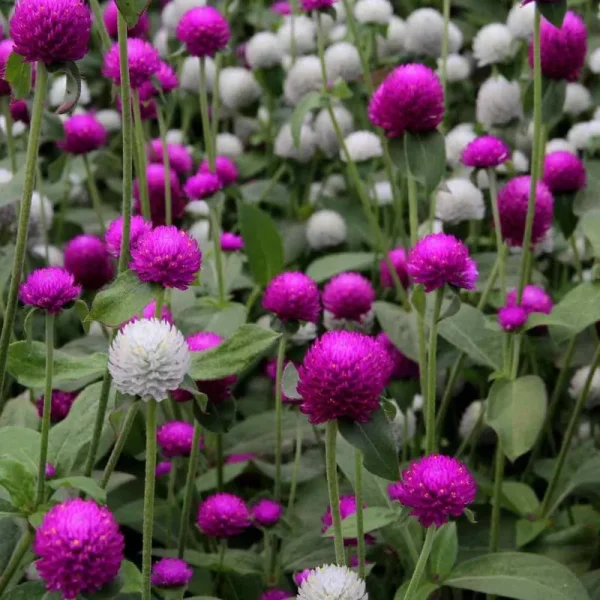 Outsidepride Gomphrena Seeds - Mix - 2000 Seeds