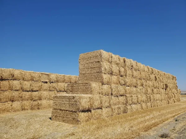 {New Harvest} Premium 100% Natural Wheat Straw Grass Harvested 2021, Farmer Direct Excellent Animal Bedding, Garden Cover, Mulch and Farm Wheat Straw
