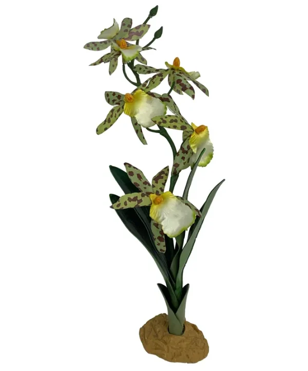 Komodo Spider Orchid Plant w/ Gravel