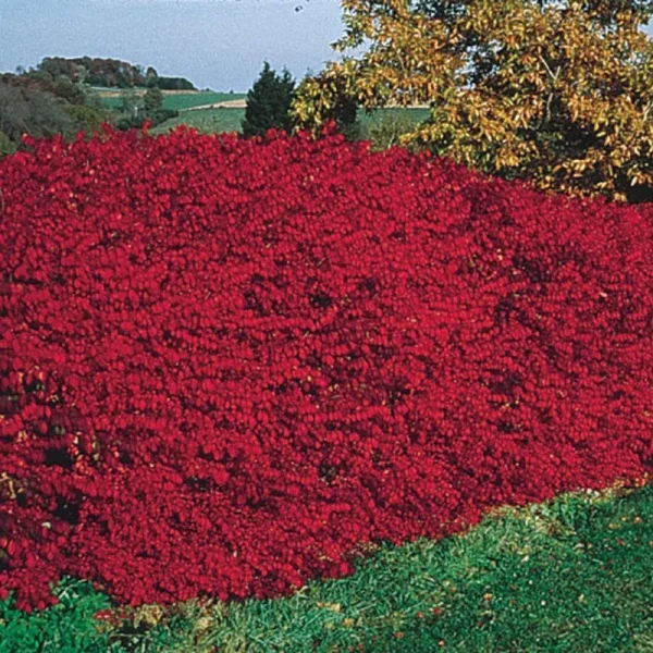 Dwarf Burning Bush Hedge - One