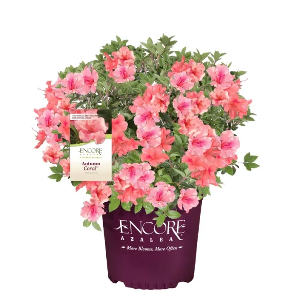 Encore Azalea 1 gal. Autumn Coral Azalea Shrub