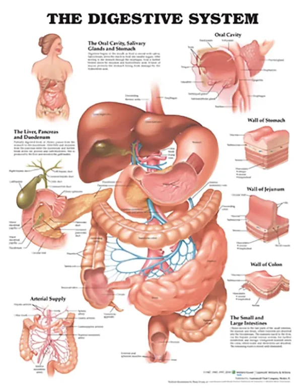 The Digestive System Anatomical Chart [Book]