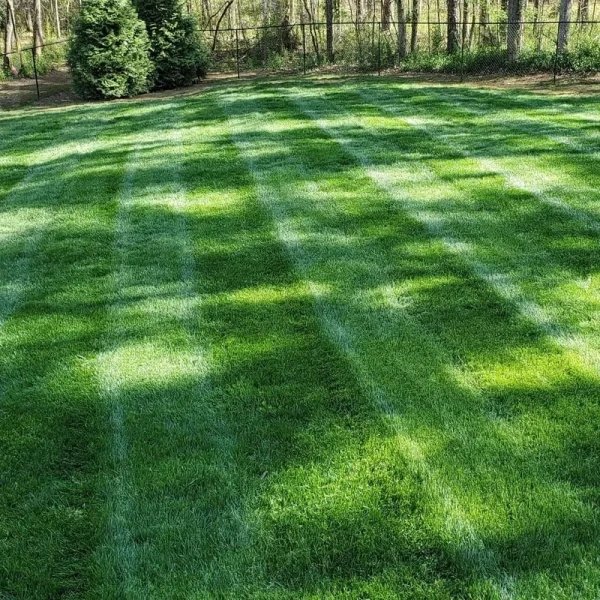 Outsidepride Midnight Kentucky Bluegrass Lawn Grass Seed - 5 lbs