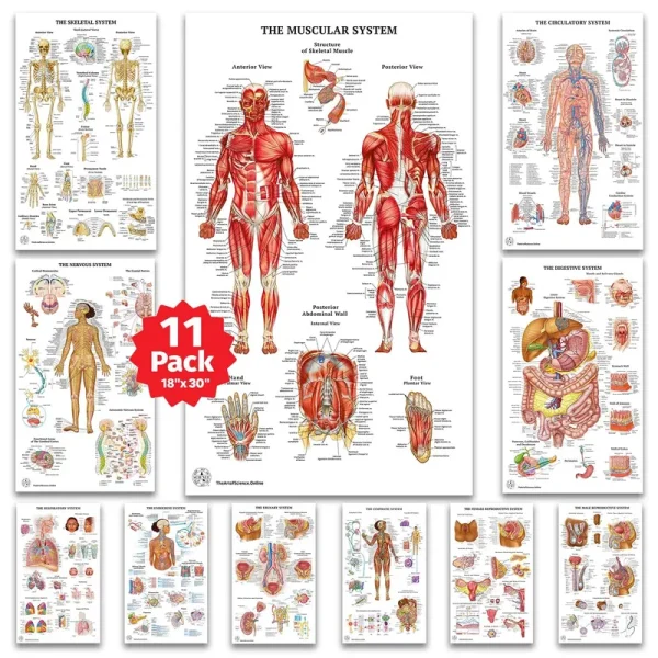 11 Anatomy Posters - Medical Posters