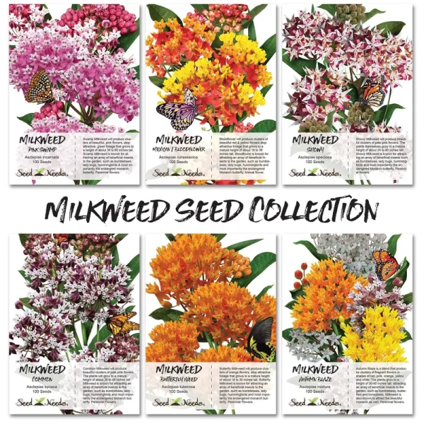 Seed Needs Milkweed Seed Collection (6 Individual Seed Packets) Open Pollinated Seeds