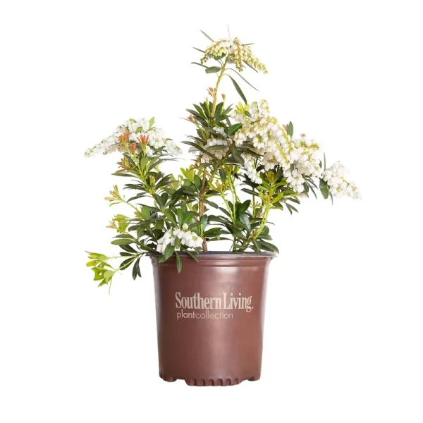 Mountain Snow Pieris 2 Gallon