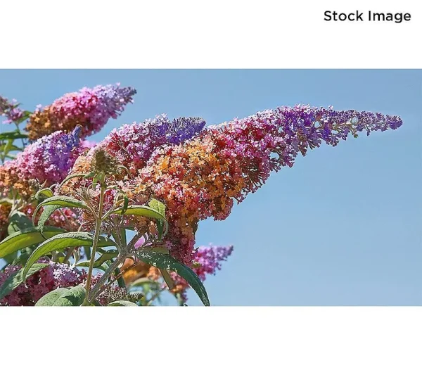 Cottage Farms 2-Piece Butterfly Bush RainbowLive Plant