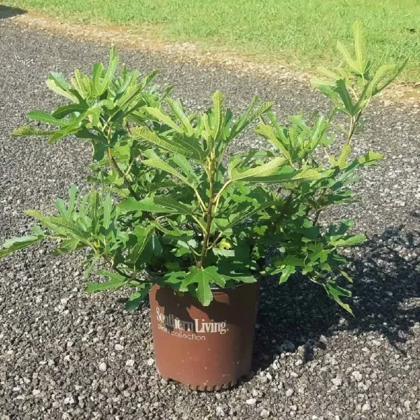 Little Miss Figgy Dwarf Fig 2 Gal