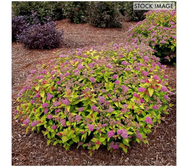 Spiraea Rainbow Fizz 4" Potted Rocketliners Set of 3 Plants - Van Zyverden